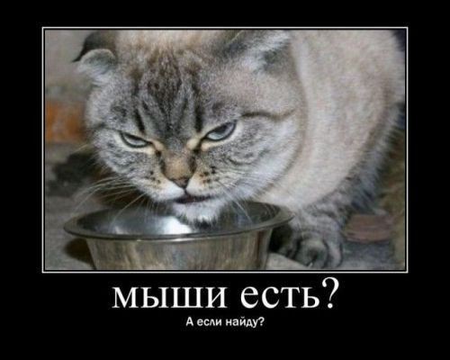 6 кращих способів, як позбутися мишей в будинку назавжди