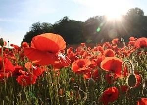 Біла і чорна магія проти ворожих проявів і недругів