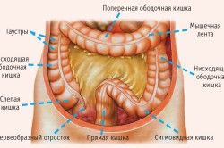 будова кишечника