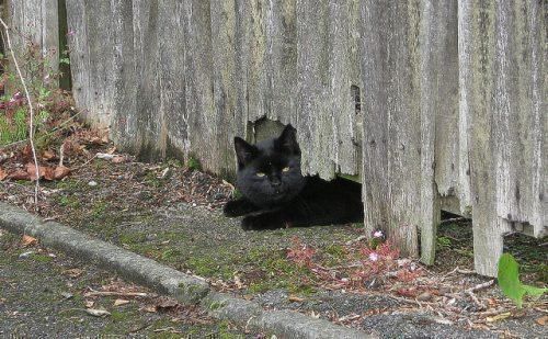 Чорна кішка перебігла дорогу: зліва направо, прикмета, що буде