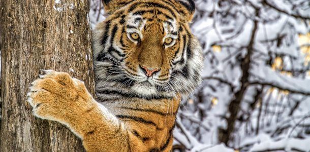 Гороскоп для Тигра на 2018 рік