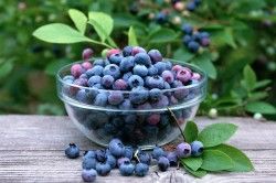 Використання чорниці при проносі у дітей