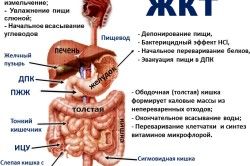 будова шлунково-кишкового тракту