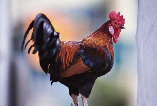 Кінь і Півень: сумісність в коханні за китайським гороскопом