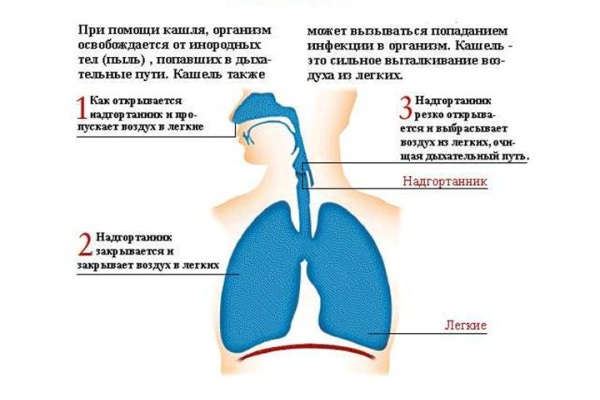 лікування кашлю народними засобами швидко у дорослого