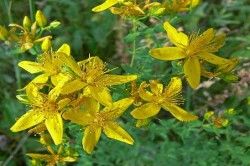 Звіробій при лікуванні діареї