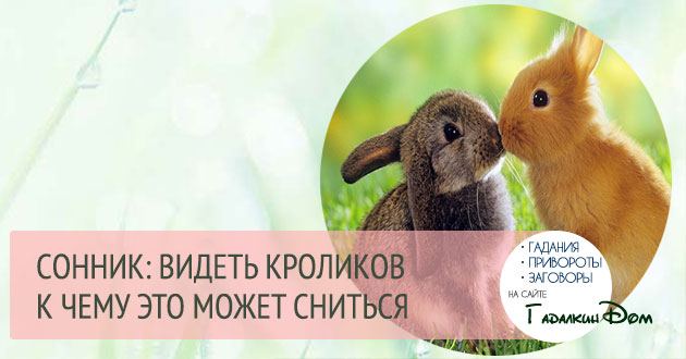 Сонник: кролик