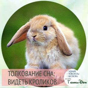 Сонник: кролик