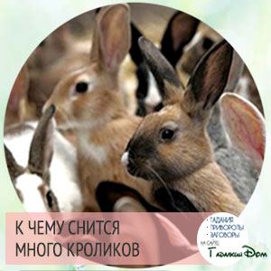 Сонник: кролик