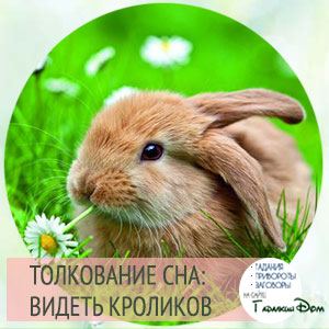 Сонник: кролик
