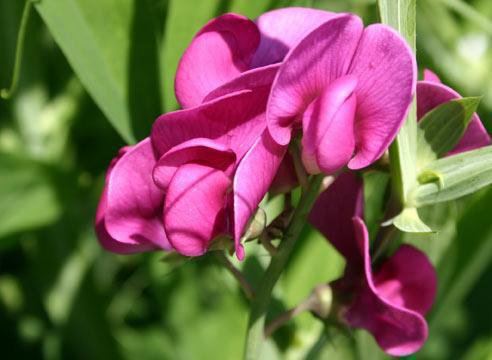 Талісмани камені і квіти за датою народження і знаку зодіаку