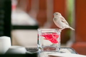 З якими тривогами пов'язано марновірство, якщо в будинок у вікно залетіла птах?