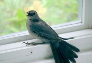 З якими тривогами пов'язано марновірство, якщо в будинок у вікно залетіла птах?