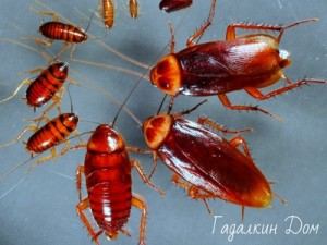 Змова від тарганів: як назавжди позбутися від комах в квартирі