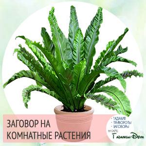 Змови гроші: біла магія в домашніх умовах привертає достаток!