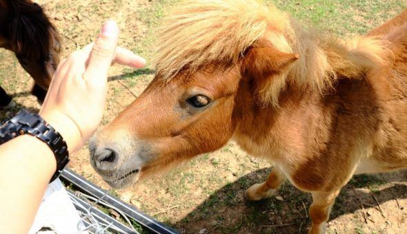 Змови на продаж тварин: цуценят, кошенят, поросят