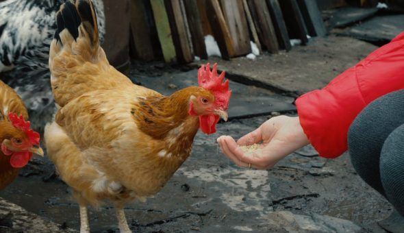 Змови на продаж тварин: цуценят, кошенят, поросят