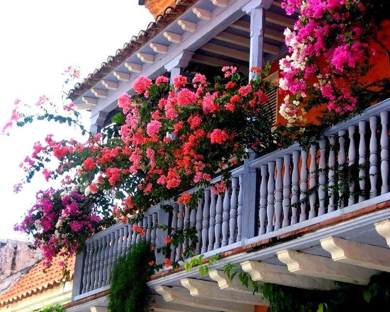 балконні квіти