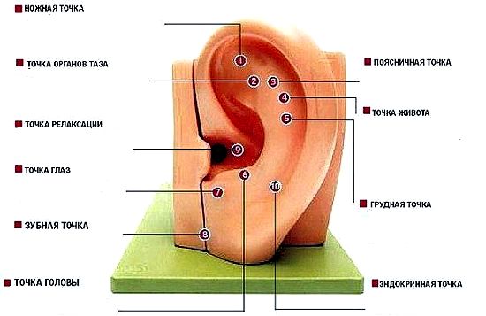точки вуха