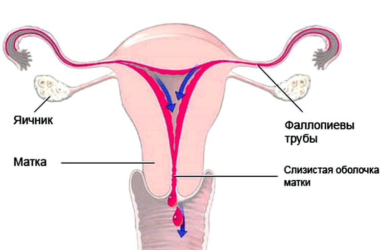 менструальний цикл у жінок